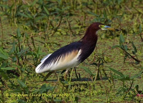 Chinese Pond Heron, 
Passage, winter visitor and breeder, 2323
Location unknown